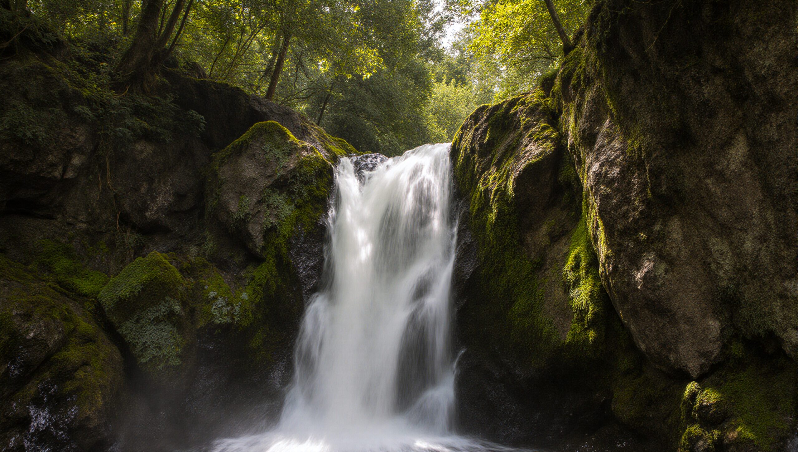 Peaceful Forest Waterfall Scene