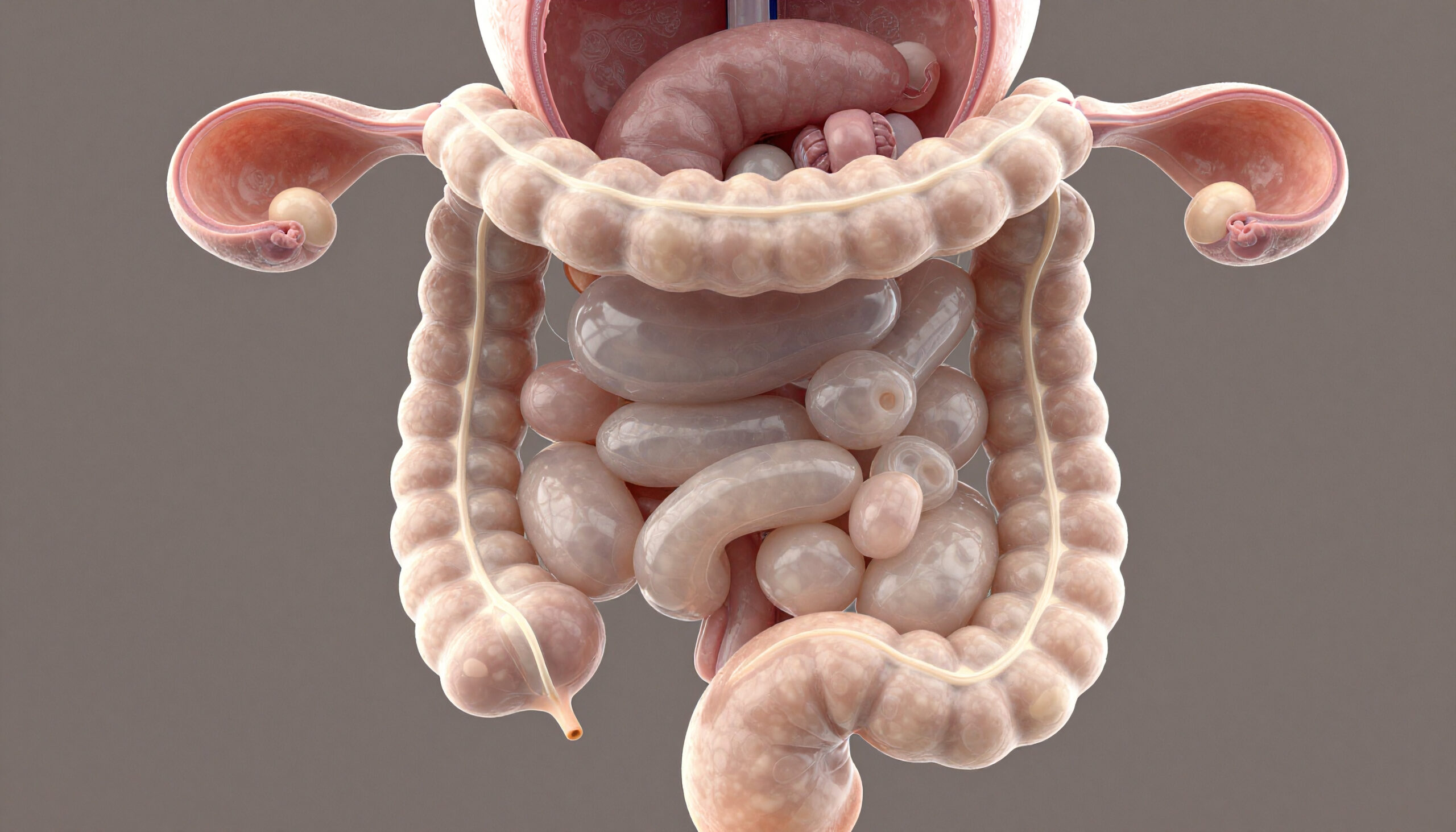 Scientific illustration of the human digestive system