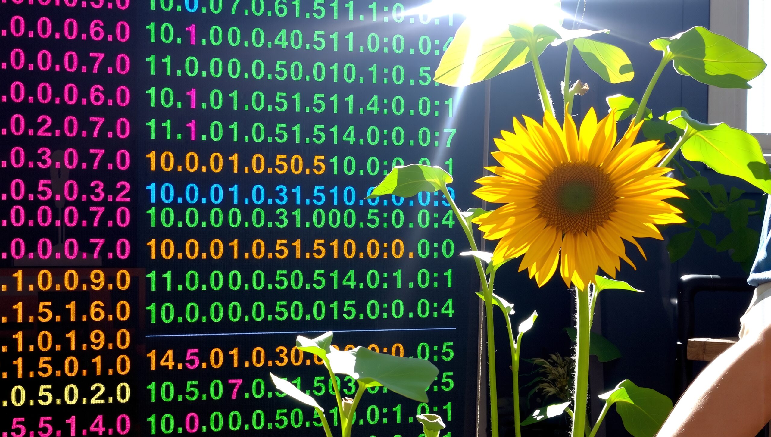 Sunflower Meets Digital Display