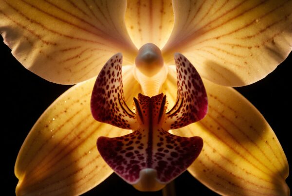 A close-up of a vibrant orchid with intricately patterned petals against a dark background.