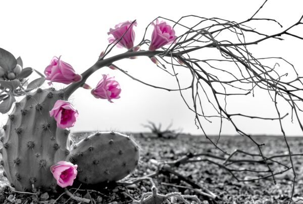 A grayscale desert cactus with vibrant pink flowers blooming, creating a striking contrast in the barren landscape.