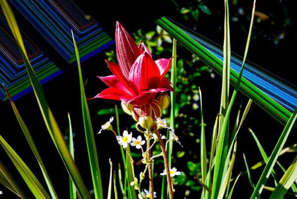 A red flower framed by green leaves with a colorful abstract background.